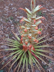 Tillandsia carlos-hankii