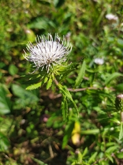 Cirsium coryletorum