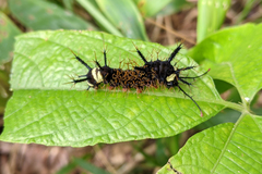 Hamadryas belladonna