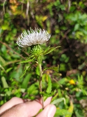 Cirsium coryletorum