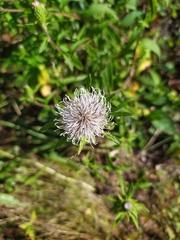 Cirsium coryletorum