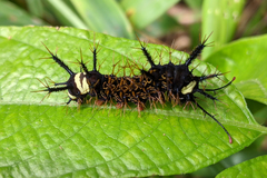Hamadryas belladonna