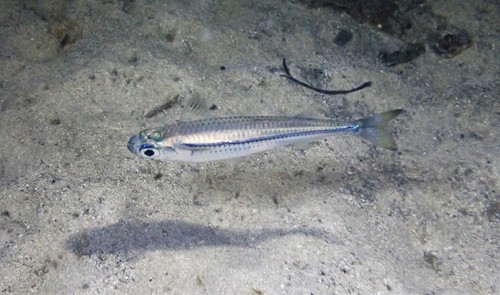 Common hardyhead (Atherinomorus vaigiensis) — Atherinidae — 5