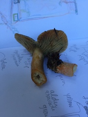Lactarius aurantiosordidus