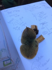 Lactarius aurantiosordidus