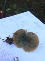 Lactarius aurantiosordidus