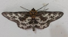 Percnia