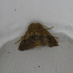 Sunira bicolorago