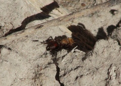 Dasymutilla snoworum