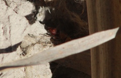 Dasymutilla snoworum