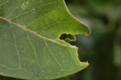 Tetraopes tetrophthalmus