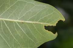 Tetraopes tetrophthalmus