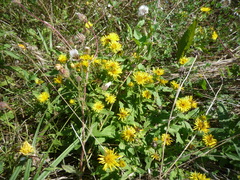 Pentanema britannica