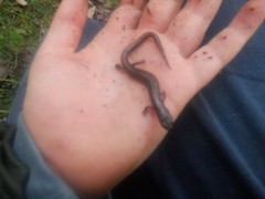 Plethodon dorsalis