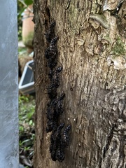 Coleoptera