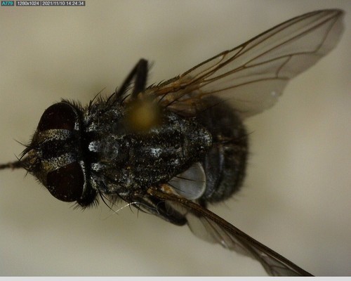 iNaturalist observation photo of Flesh Flies and Satellite Flies