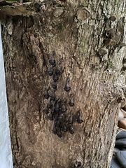 Coleoptera
