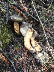 Lactarius kauffmanii