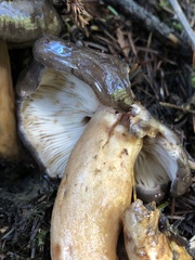 Lactarius kauffmanii