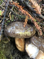 Lactarius kauffmanii