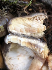 Lactarius kauffmanii