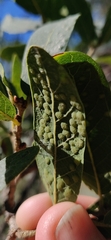 Neuroterus engelmanni