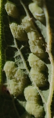 Neuroterus engelmanni