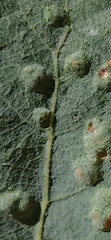 Neuroterus engelmanni