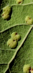 Neuroterus engelmanni