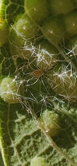 Neuroterus engelmanni