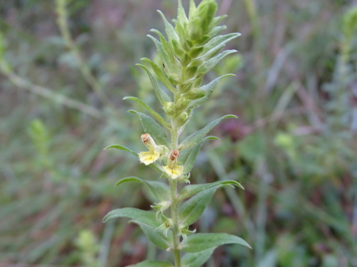 Odontites cebennensis