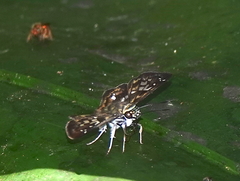 Udranomia kikkawai