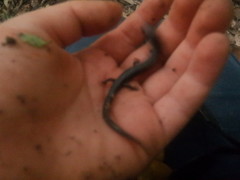 Plethodon dorsalis
