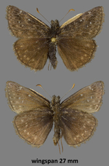 Erynnis afranius