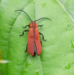 Plateros letourneuri
