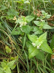 Lamium album
