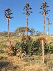 Agave shawii shawii