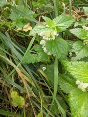 Lamium album