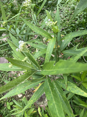 Asclepias nivea