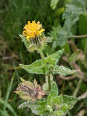 Helminthotheca echioides