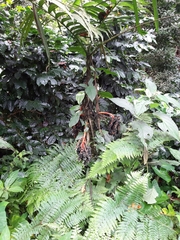 Chamaedorea tepejilote