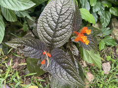 Chrysothemis pulchella