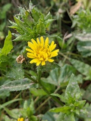 Helminthotheca echioides