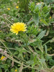 Helminthotheca echioides