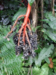 Chamaedorea tepejilote