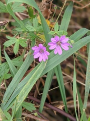 Geranium pyrenaicum
