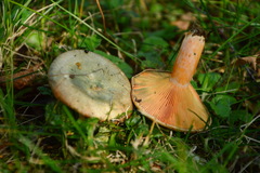 Lactarius semisanguifluus