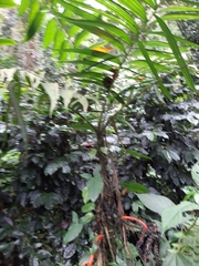 Chamaedorea tepejilote