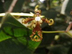 Cyrtochilum divaricatum