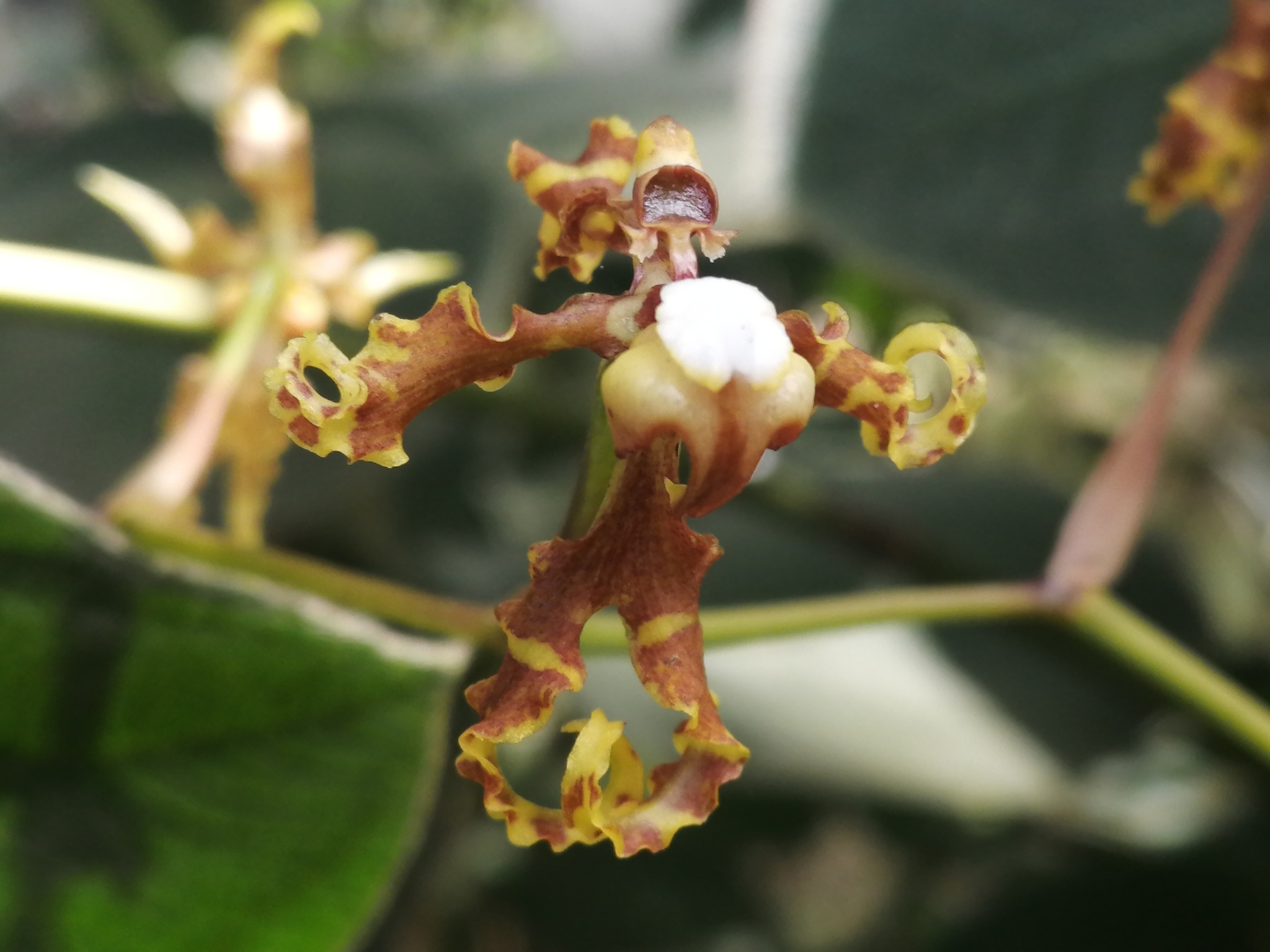 Cyrtochilum divaricatum (Lindl.) Dalström 4